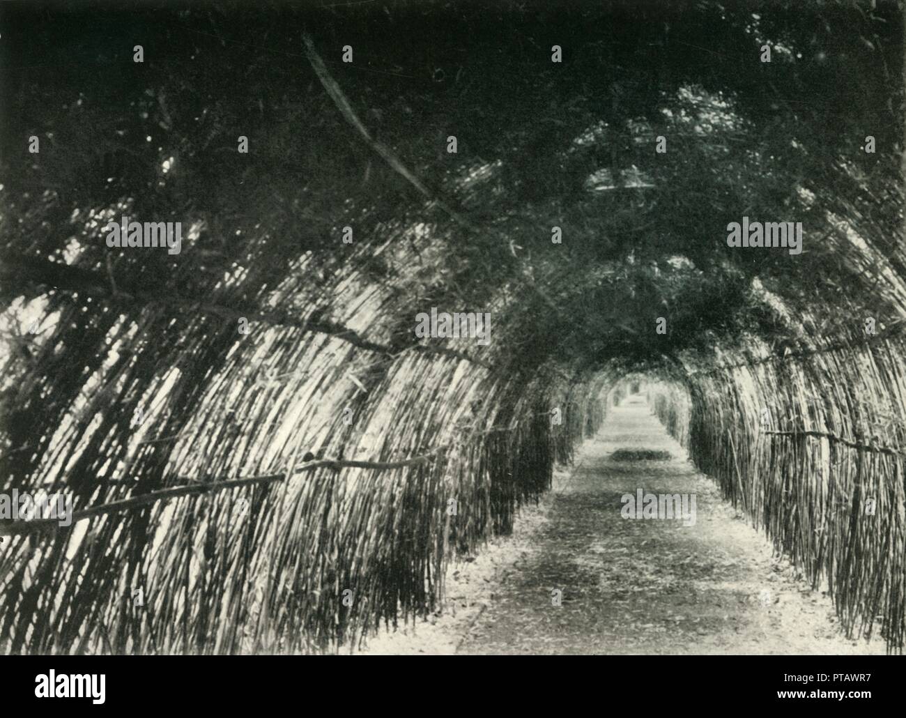 'Bamboo Avenue at Barrackpore, 1904', (1925). Creator: Unknown. Stock Photo