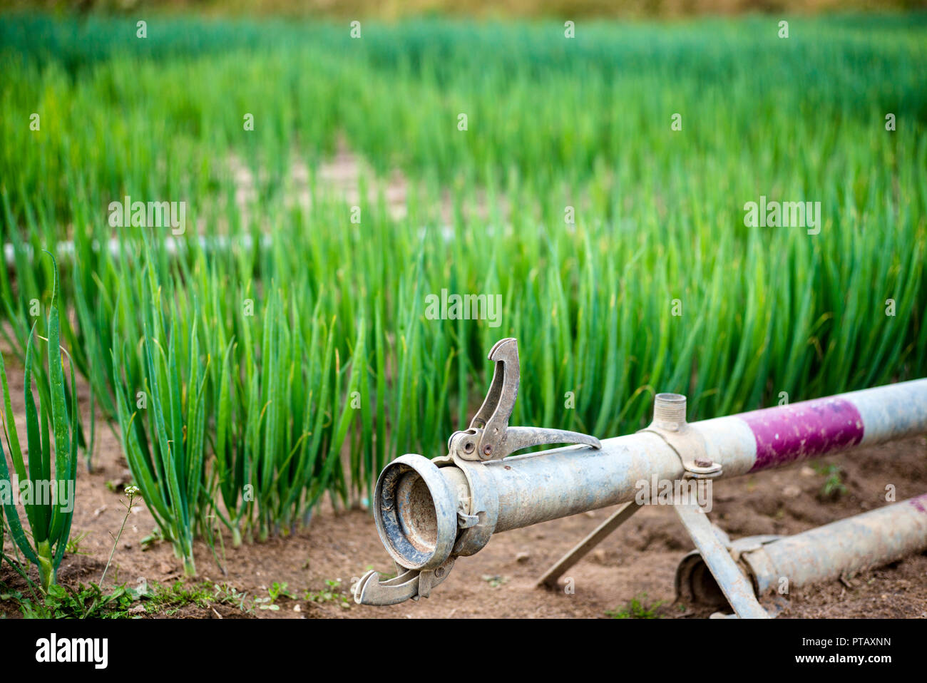 Irrigation tube and onion plant in a field in Southern Palatinate, Germany  Stock Photo - Alamy