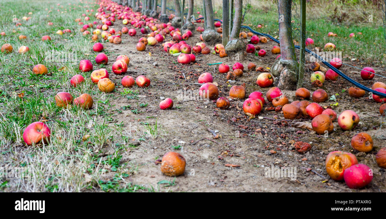 Apples On The Ground High Resolution Stock Photography and Images Alamy