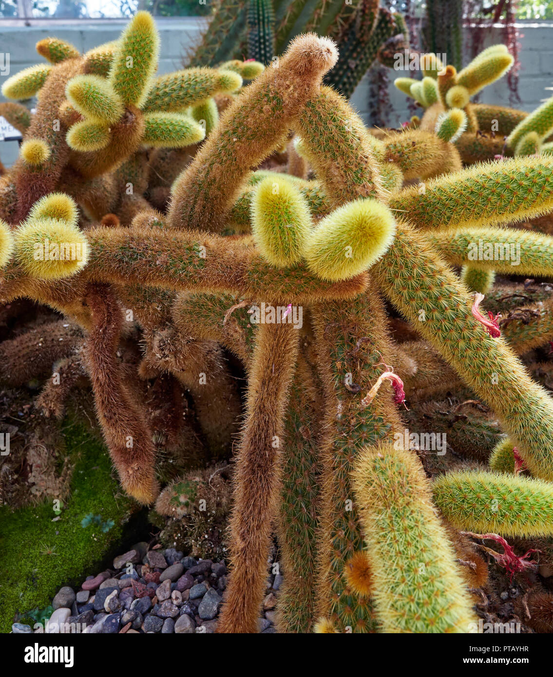 A Cleistocactus winteri Cactus plant of the Cactacea Family at the St Andrews Botanic Gardens in Fife, Scotland. Stock Photo