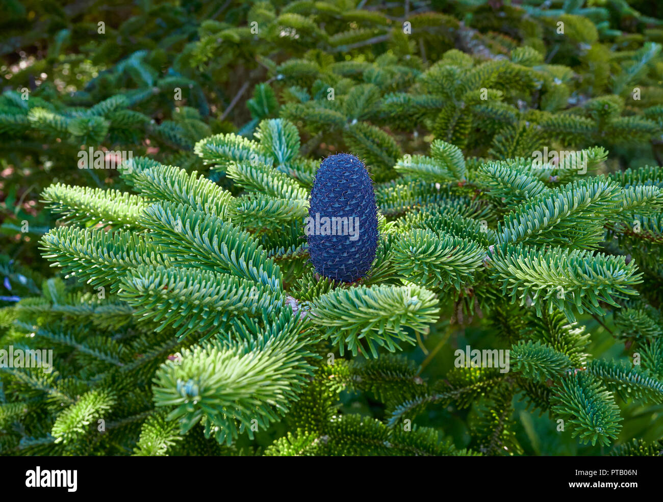 A Fir Conesof the Delavays Fir, Abies delavayi standing upright on the branches of the Tree at the St Andrews Botanic Gardens in Fife, Scotland. Stock Photo