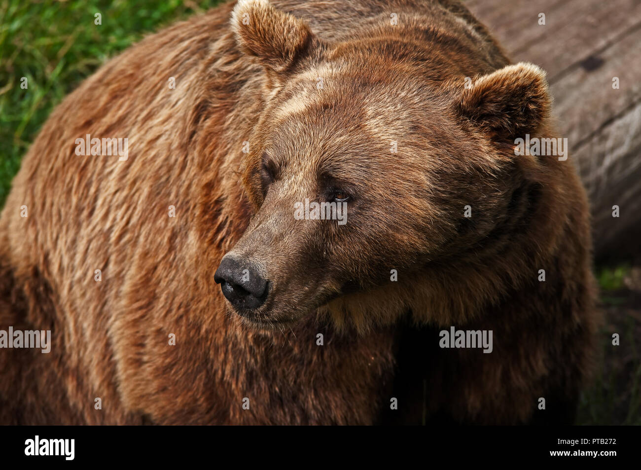Common bear species hi-res stock photography and images - Alamy