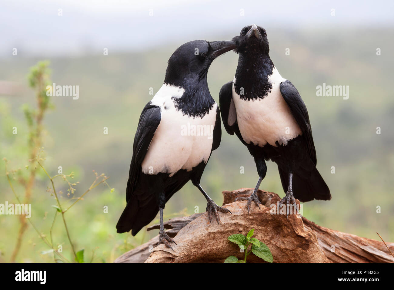 A pair of South African Pied Crows Corvus albus engaged in mutual