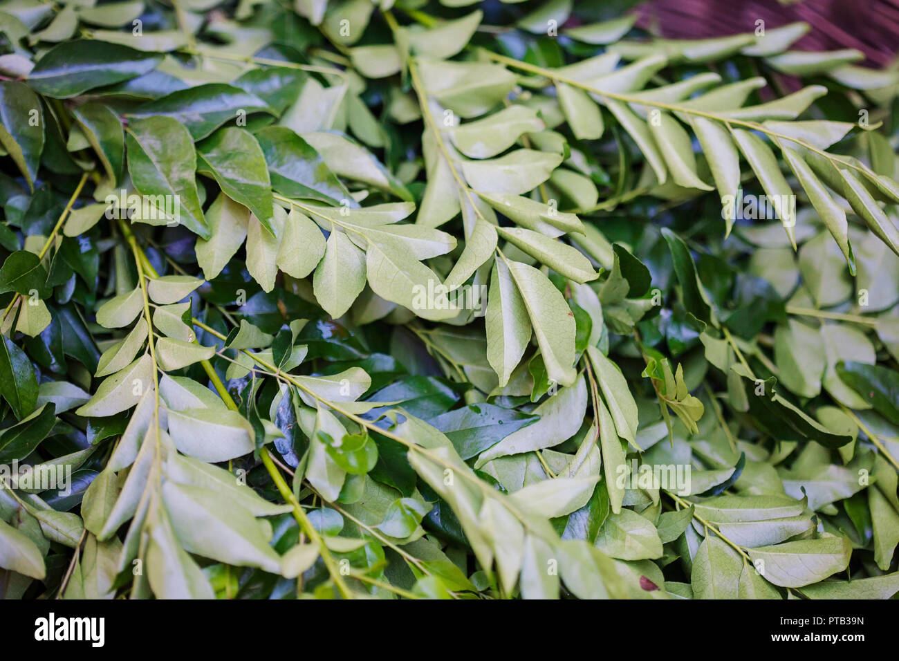 Curry Leaves Near Me Find and Use Them Effectively