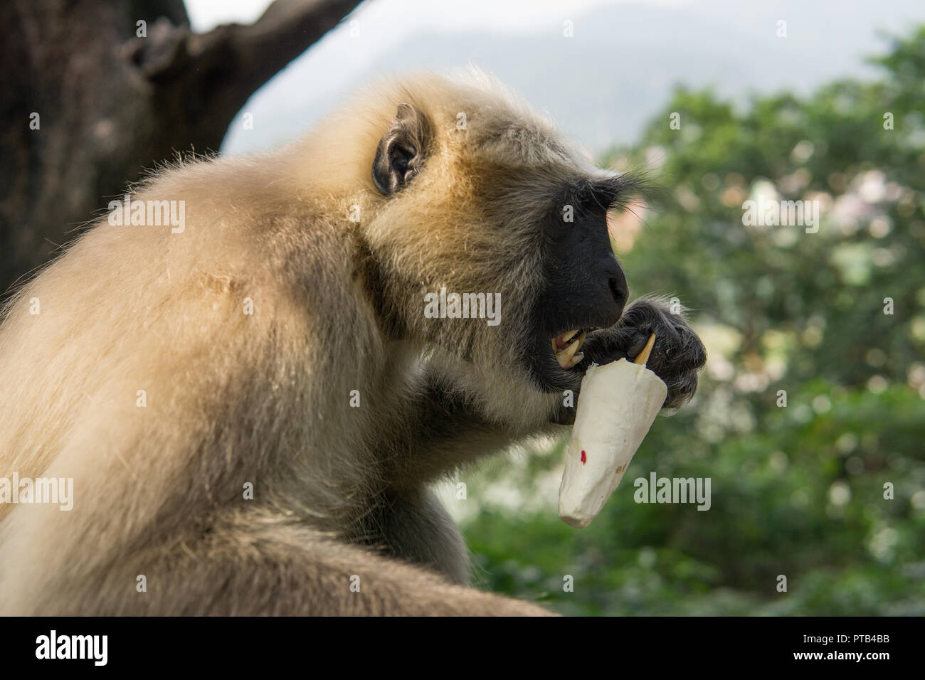 Hanuman Langur Monkey with Ice-Cream Stock Photo