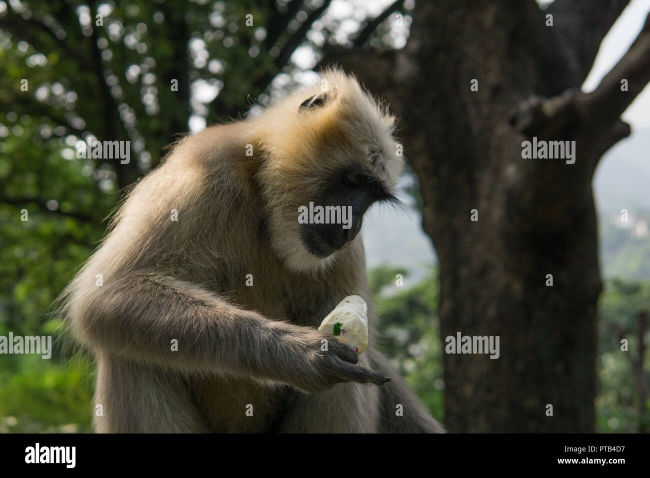 Hanuman Langur Monkey with Ice-Cream Stock Photo