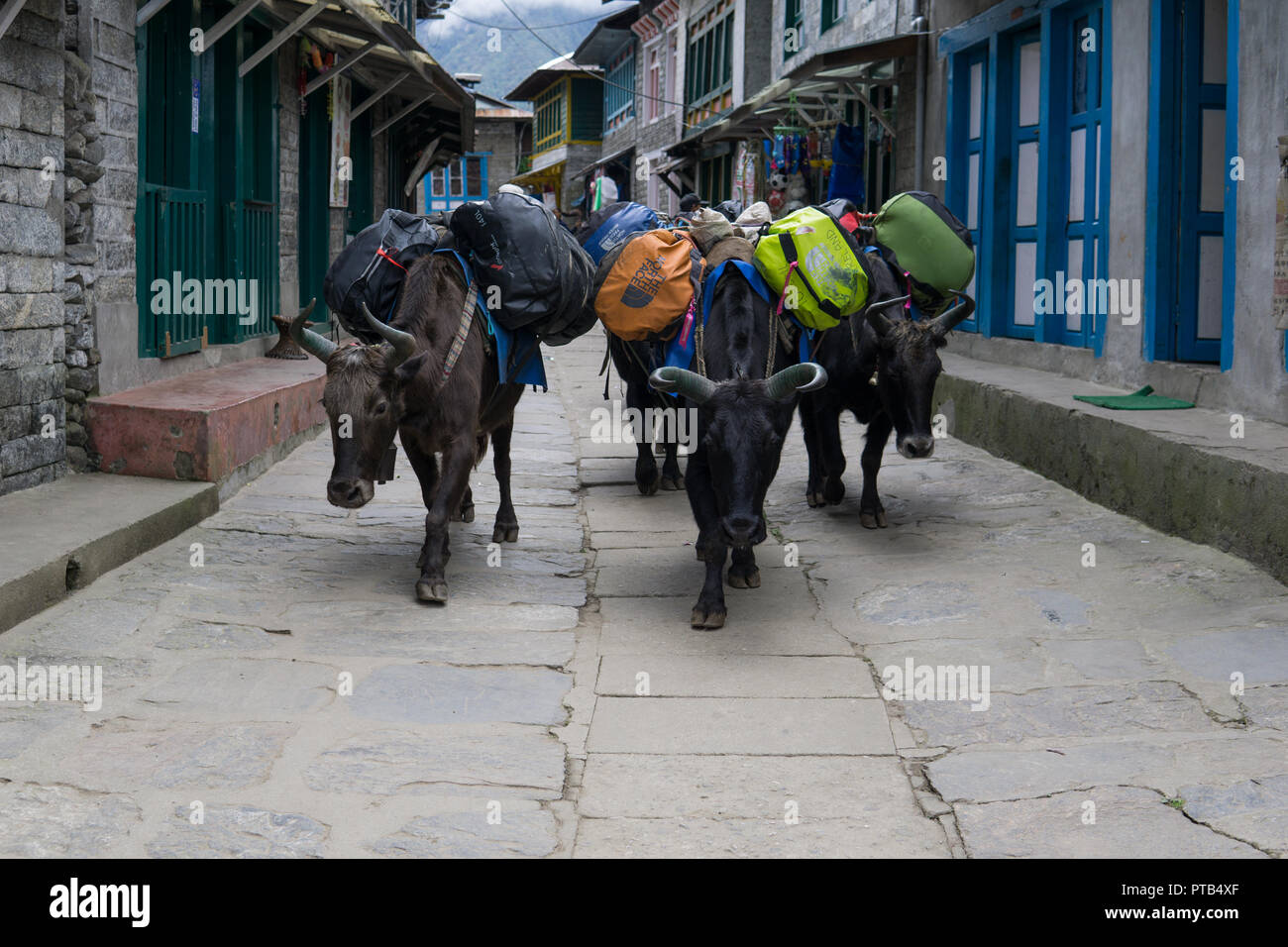 Yak transport hires stock photography and images Alamy