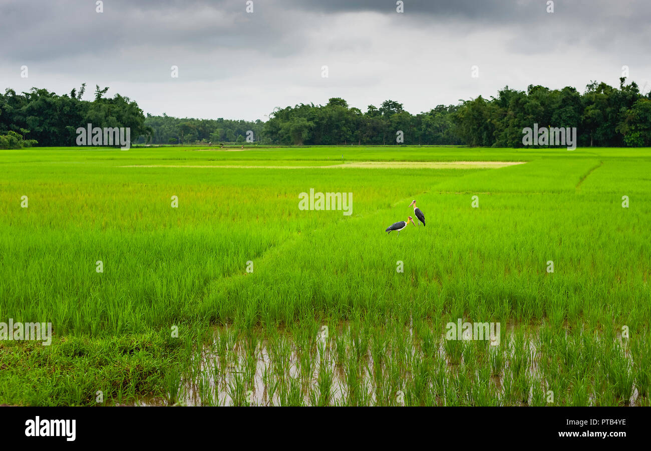 Adjutant storks feed in lush green paddy field after monsoon rains under overcast sky near Jorhat, Assam, India. Stock Photo