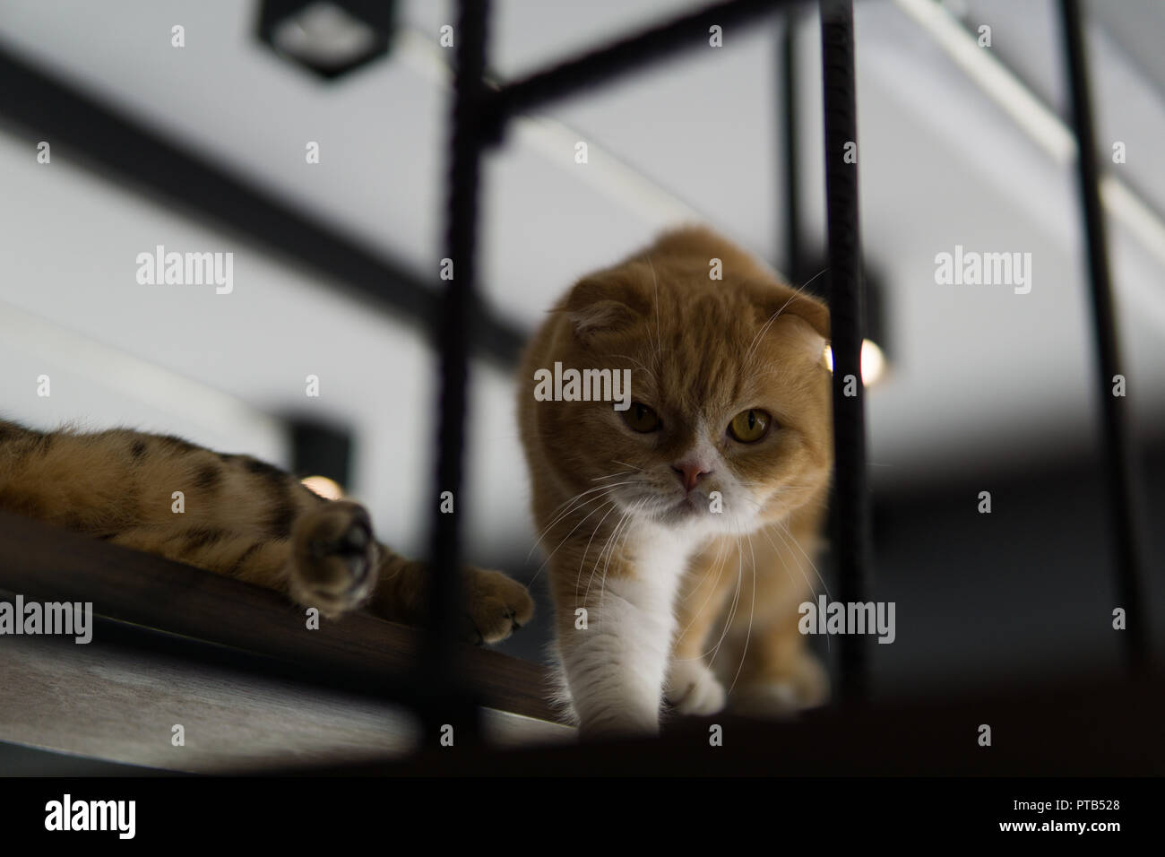 cute relaxing cats Stock Photo Alamy