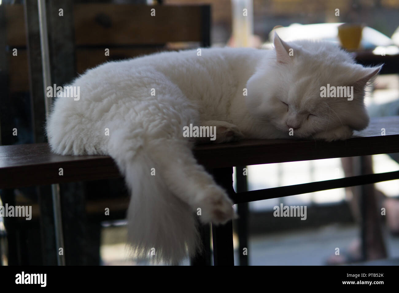 cute relaxing cats Stock Photo Alamy