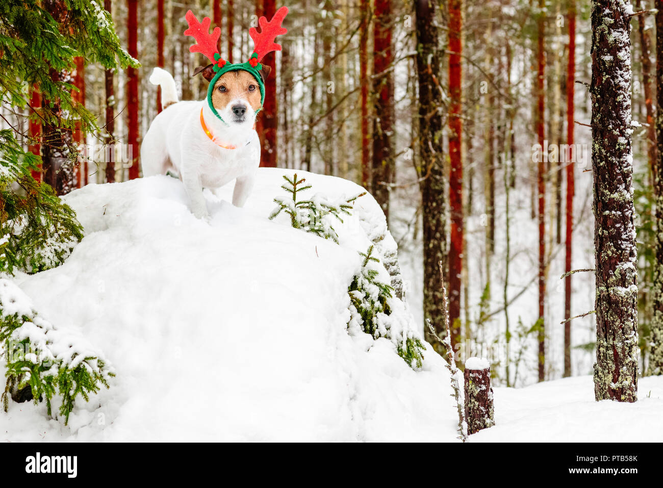 Dog wearing costume of Santa Clause's reindeer Rudolph at winter north Finland forest Stock Photo