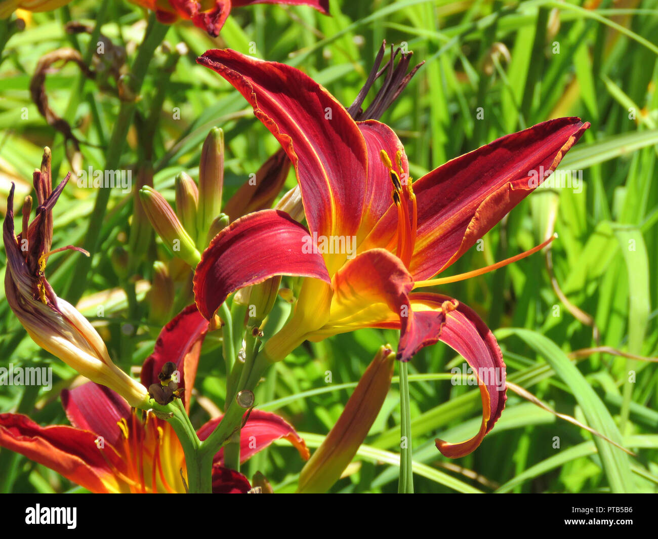 Day lily in flower in a back garden in Cardiff, South Wales, UK Stock