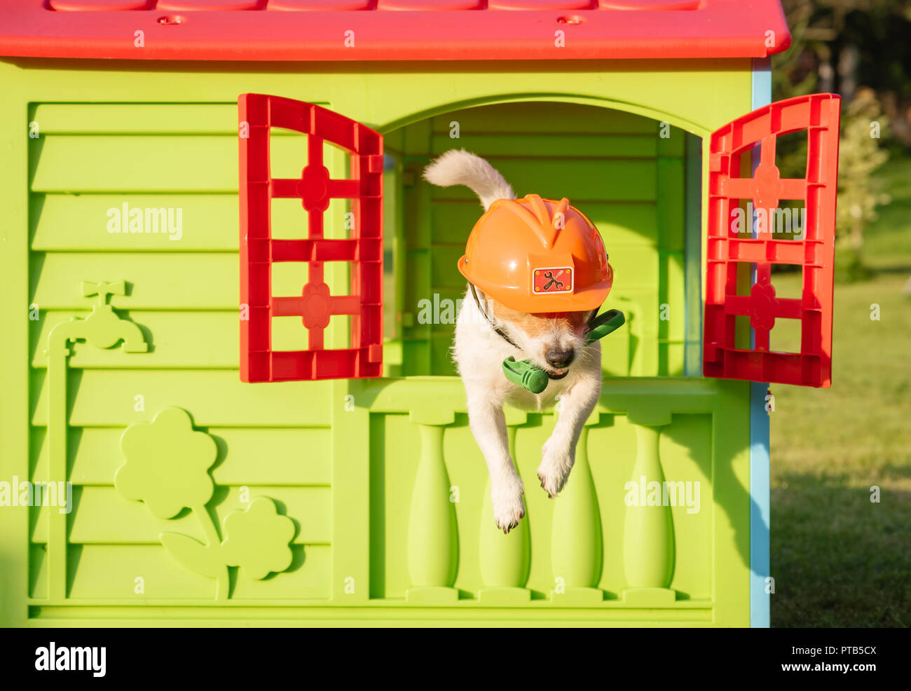 Dog with hammer and hardhat as funny repairman in hurry to help Stock Photo