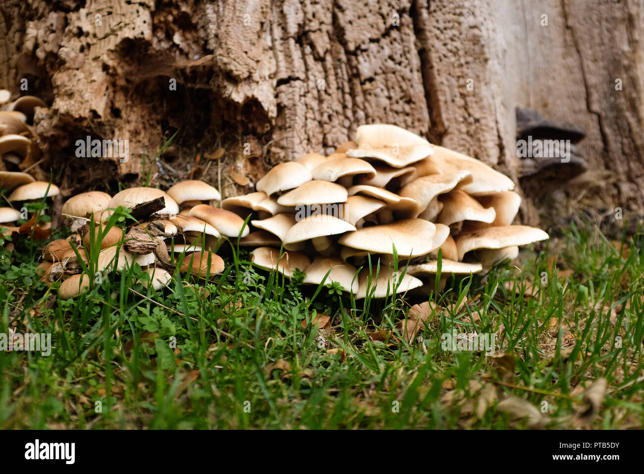 Wild mushrooms fungi growing on an old dead tree Stock Photo