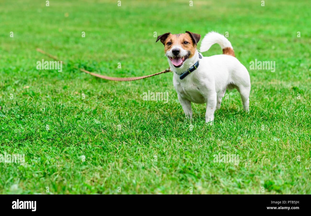 Jack Russell Terrier dog tethered with long line pet training lead Stock Photo
