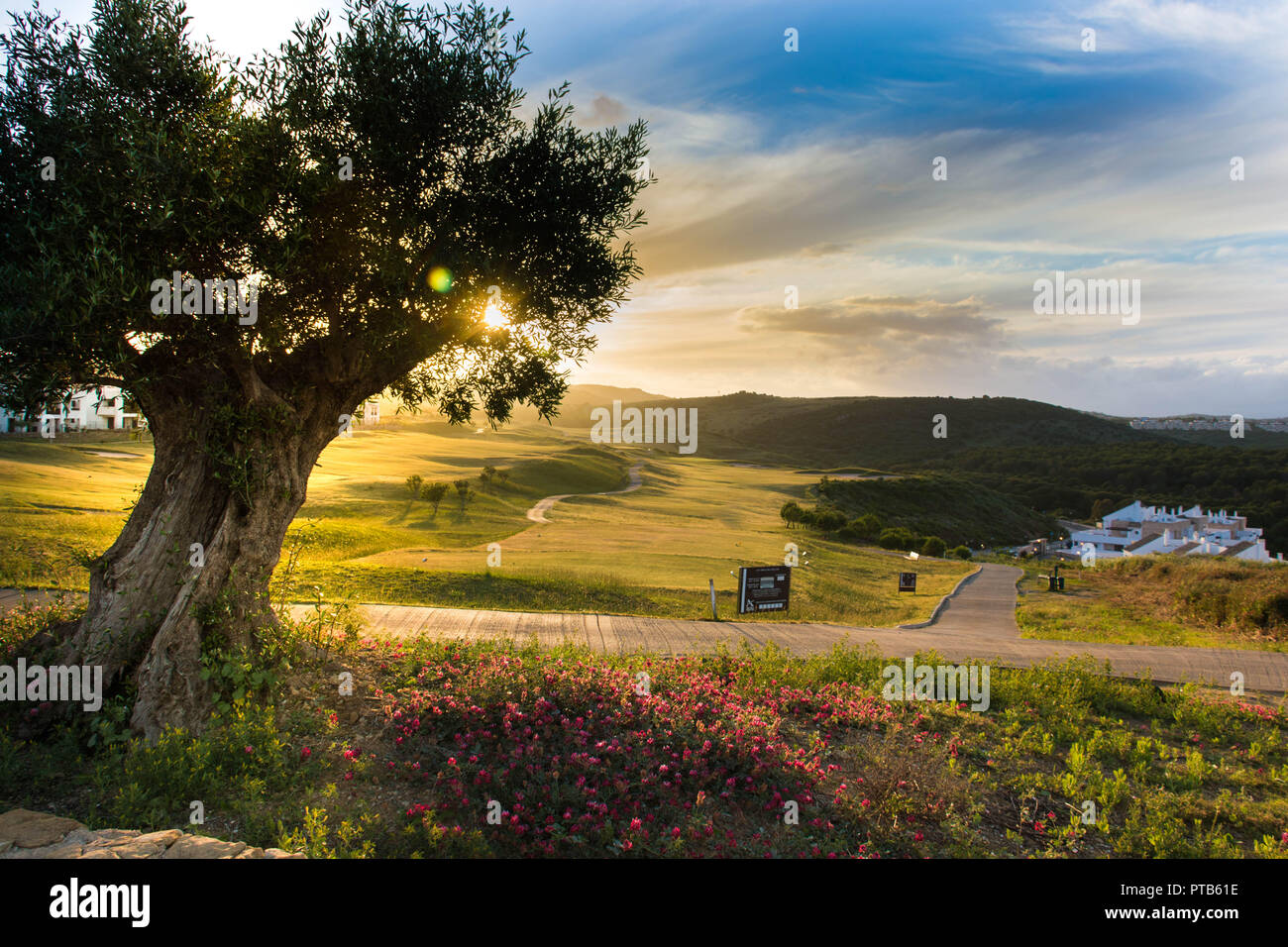 Sunset at a Golf club in Andalusia with Olive Tree Stock Photo