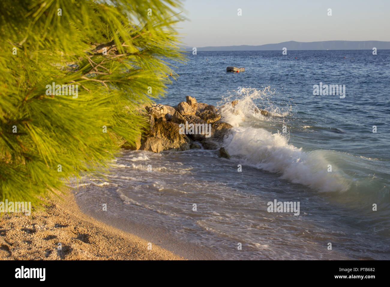 Sea surf on a stony beach. In the foreground, the pine branches are lighted by the setting sun. Stock Photo