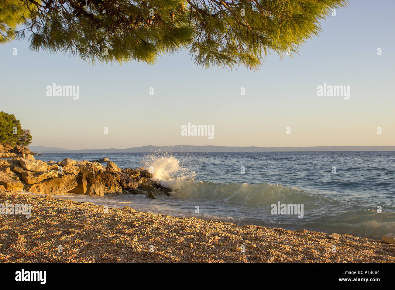 Sea surf on a stony beach. In the foreground, the pine branches are lighted by the setting sun. Stock Photo