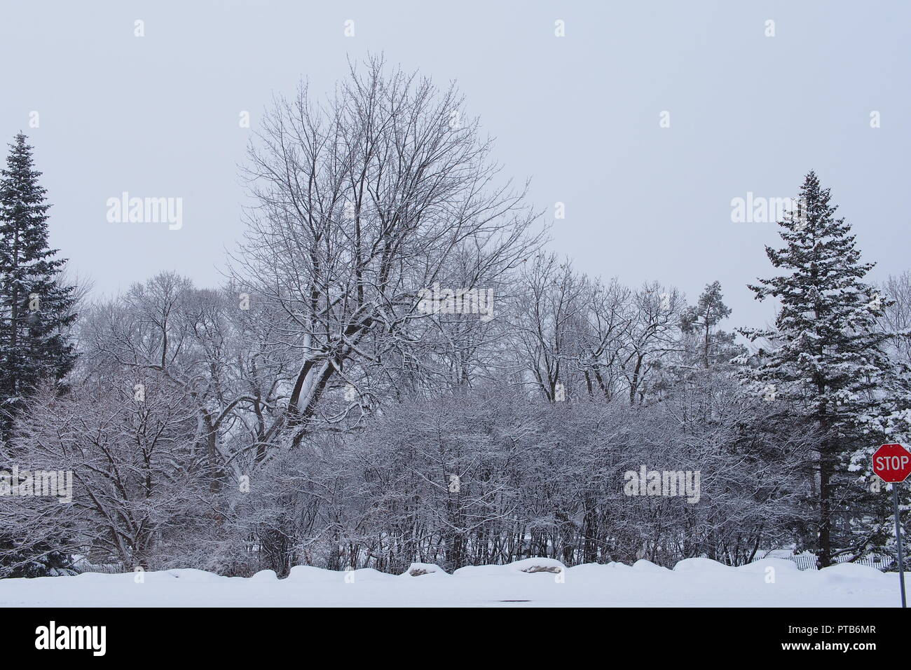 Fresh snow covers the trees, Commissioners Park, Ottawa, Ontario