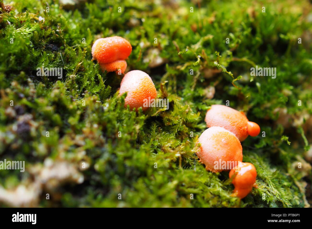 Tiny red mushroom growing among the moss, Gatineau Park, Quebec, Canada. Stock Photo