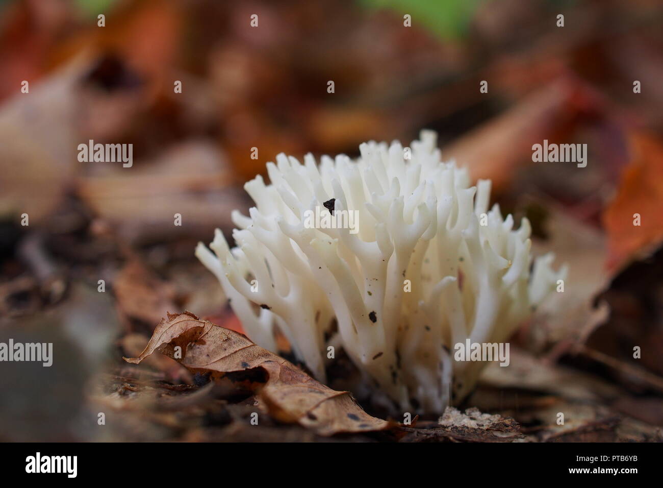 Artomyces pyxidatus (Coral fungus) growing through the leaf litter, Gatineau Park, Quebec, Canada. Stock Photo