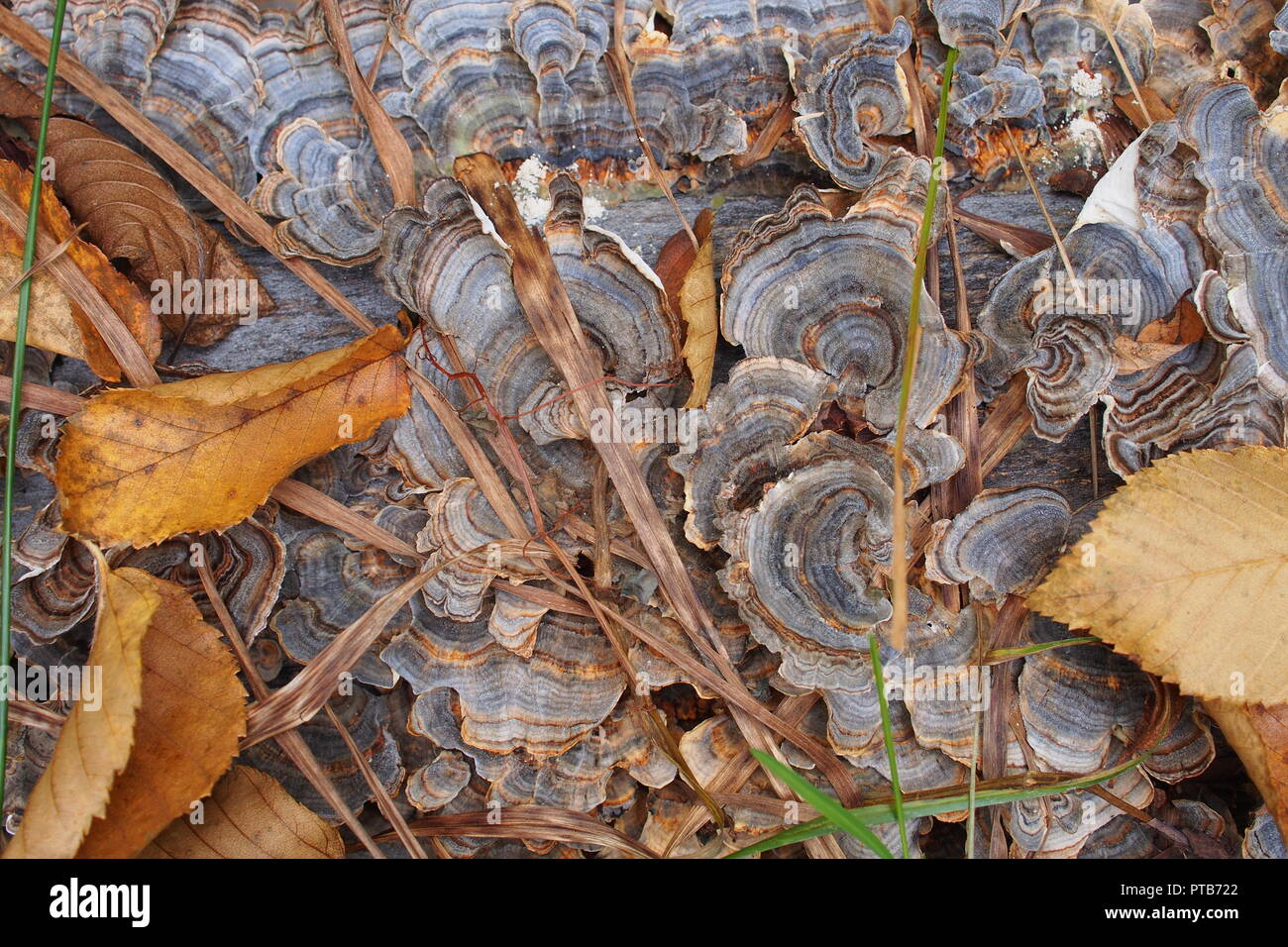 Turkey tail mushrooms (Trametes versicolor) growing on a fallen log