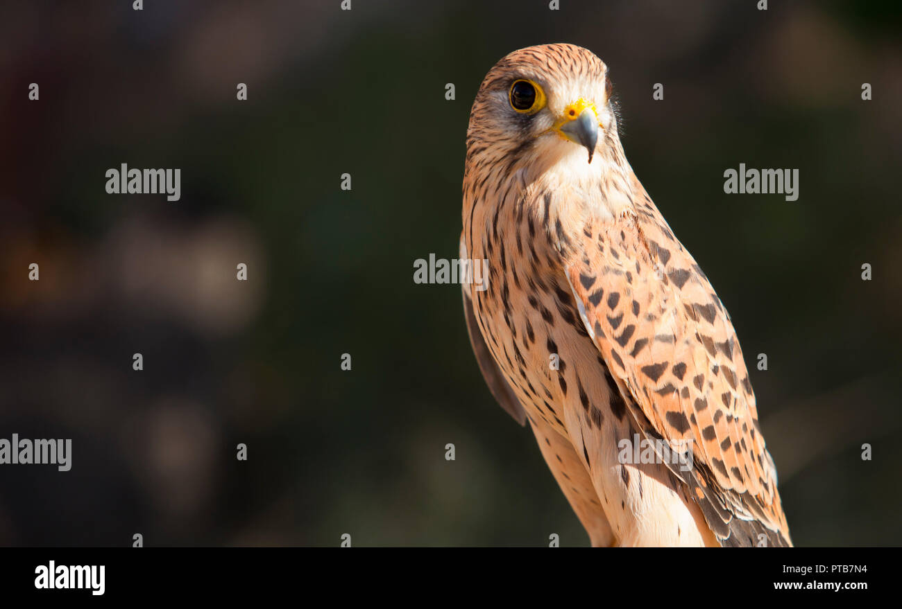 Female Lesser kestrel perched. Falco naumanni Stock Photo