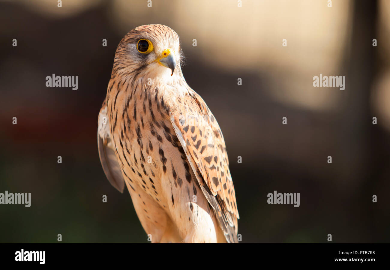 Female Lesser kestrel perched on roost. Wounded animal at bird rescue center, Spain Stock Photo