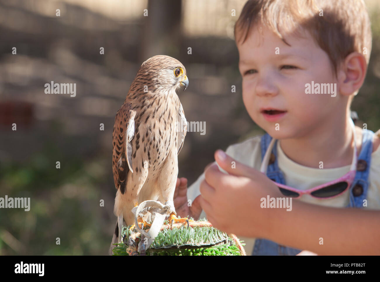 Child boy with wounded Lesser kestrel at bird rescue center. Environmental education for children concept Stock Photo