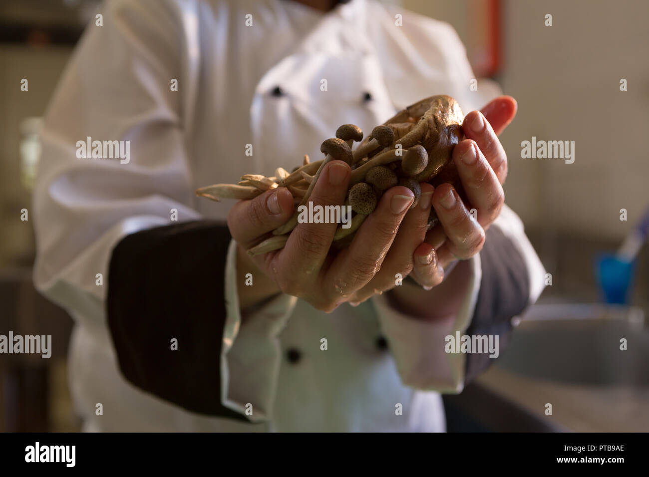 Chef holding mushroom in hand at restaurant Stock Photo