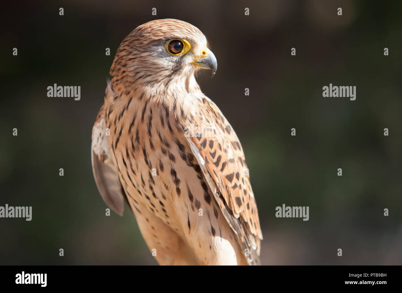 Female Lesser kestrel perched on roost. Wounded animal at bird rescue center, Spain Stock Photo