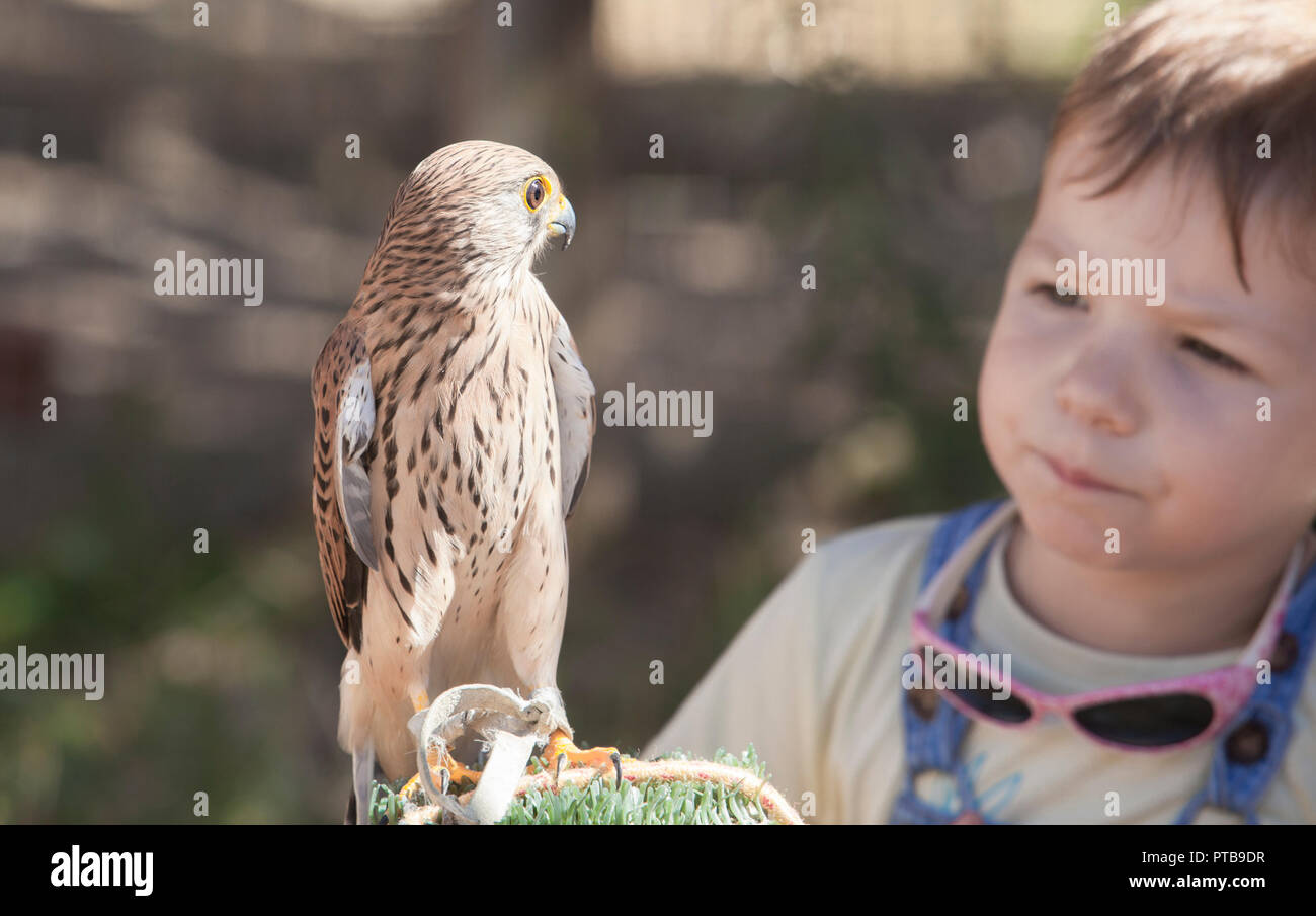 Child boy with wounded Lesser kestrel at bird rescue center. Environmental education for children concept Stock Photo
