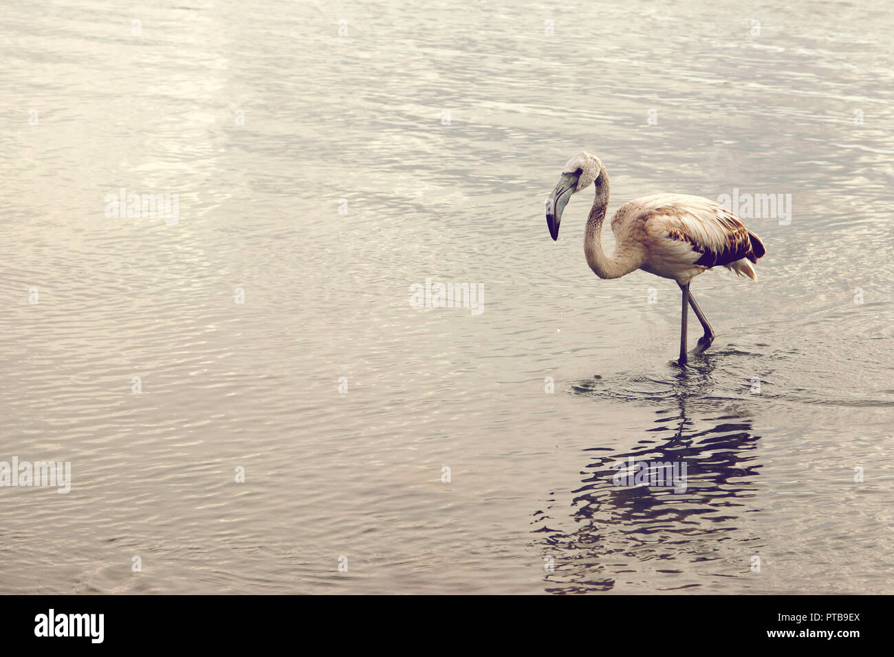 Knee deep in hi-res stock photography and images - Alamy