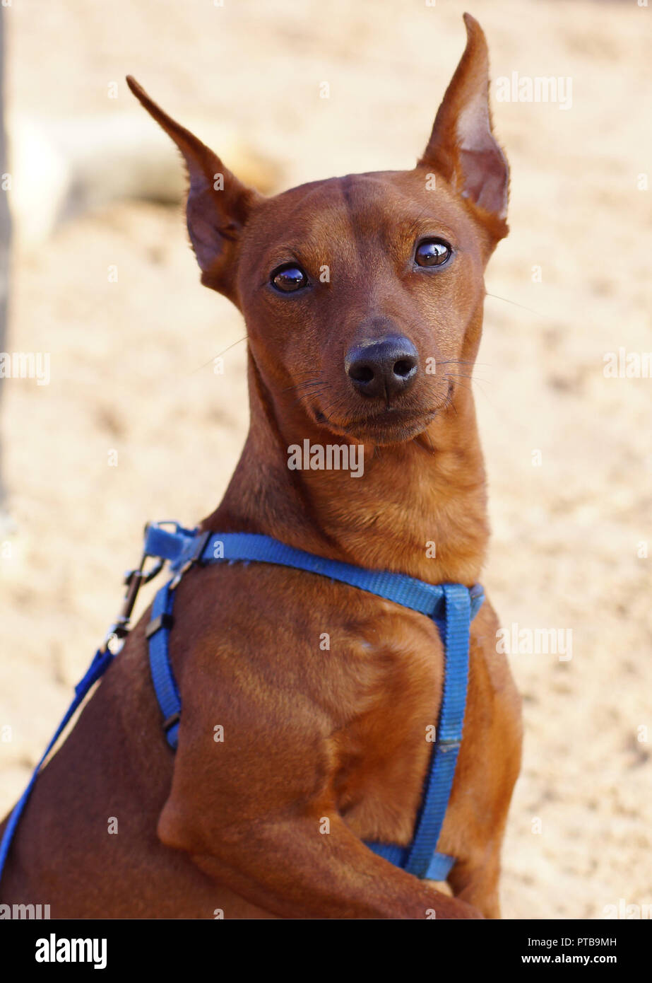 redhead dog training collar