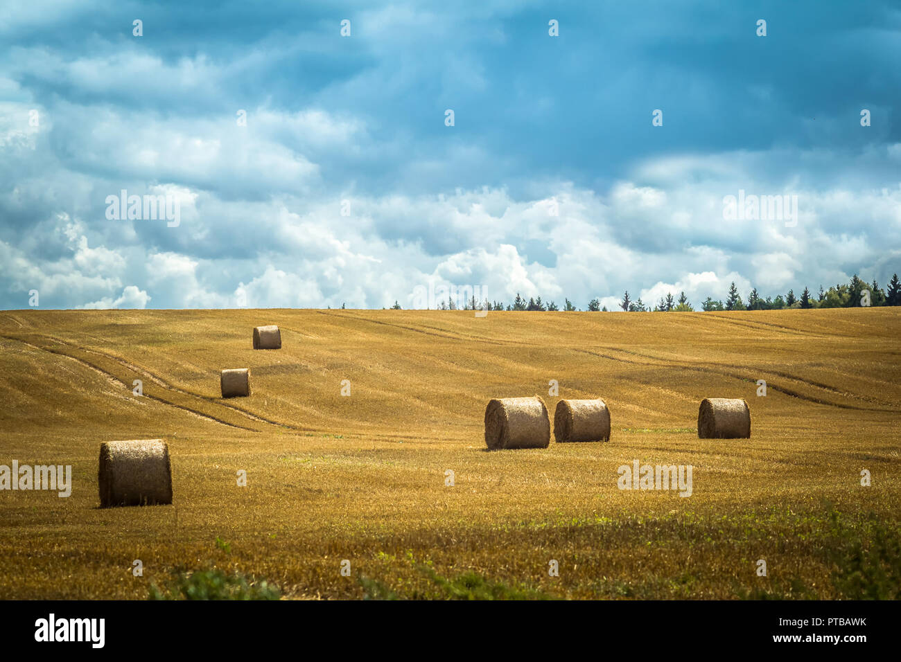 hay rolls on a mowed field in a countryside in summer, on cloudy day ...