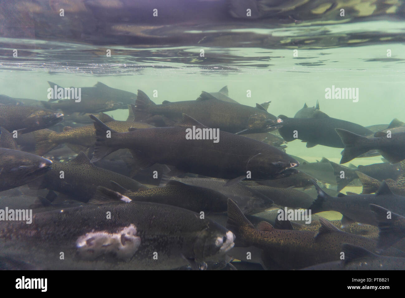 An underwater view of a group of wild salmon Stock Photo