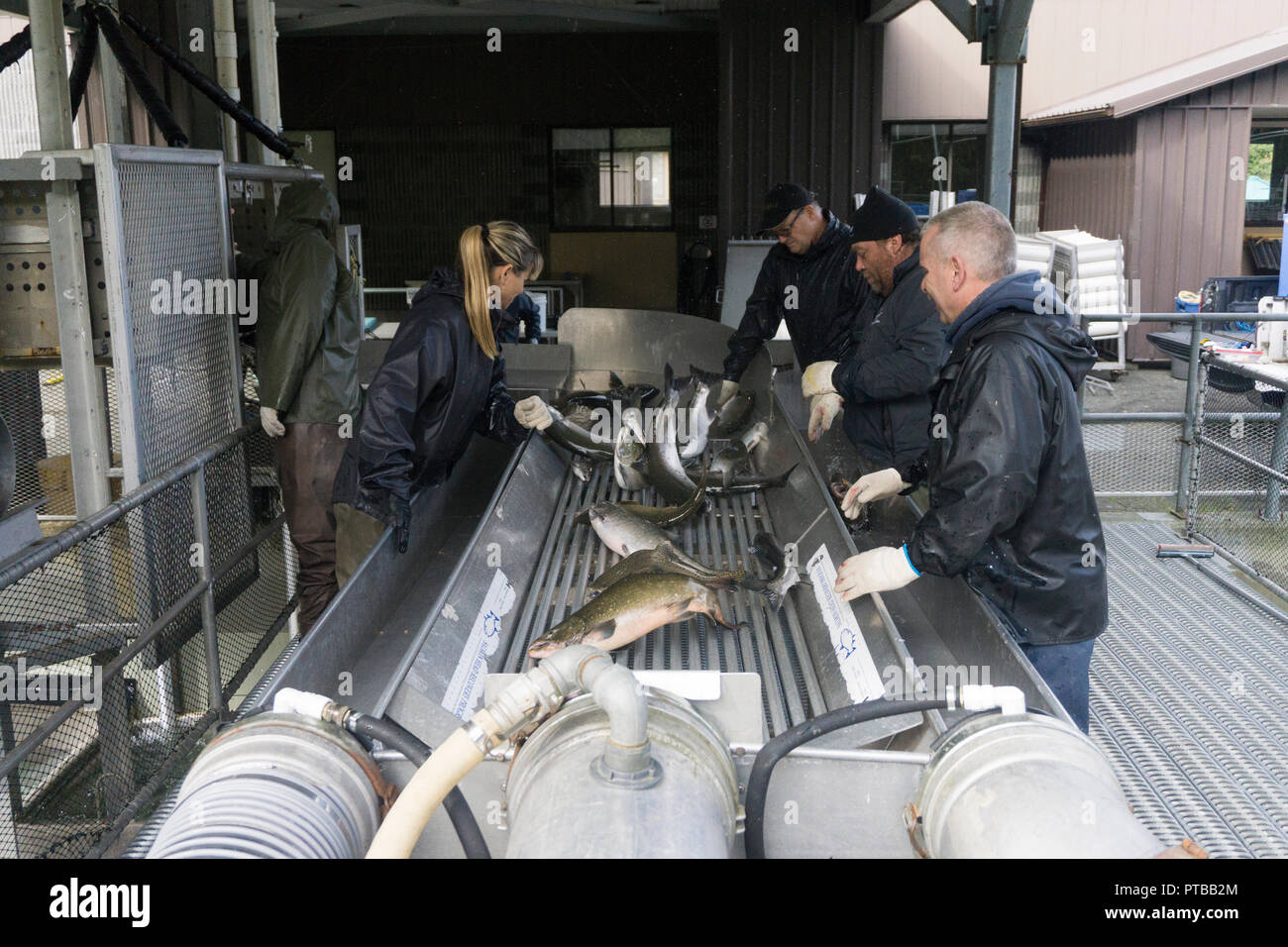 Hatchery chinook salmon hires stock photography and images Alamy