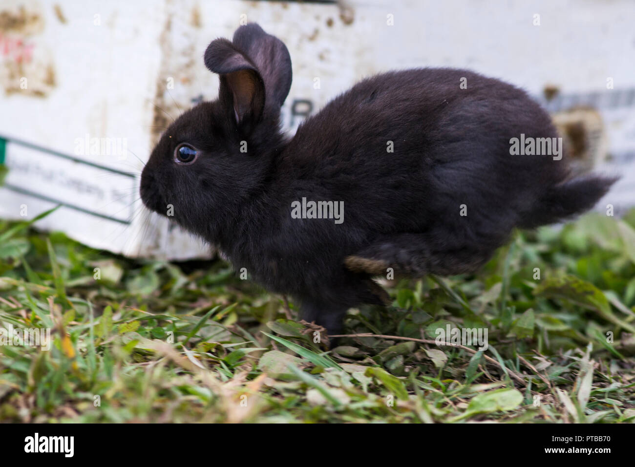 Cute baby bunnies in nature Stock Photo - Alamy