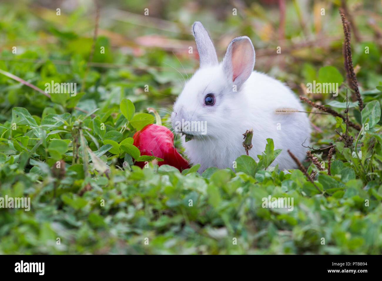 C8alamycomcompptbb94cute Baby Bunnies In Natu