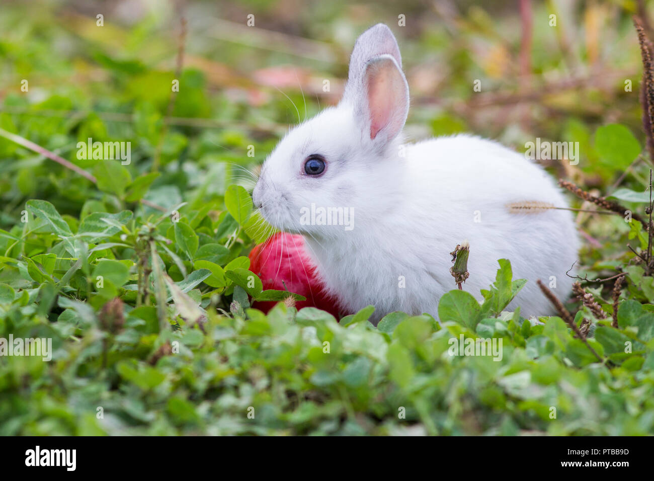 Cute baby bunnies in nature Stock Photo - Alamy