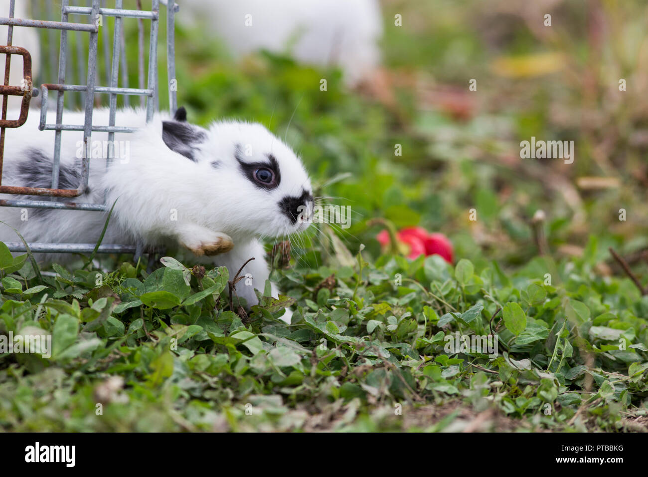 Cute baby bunnies in nature Stock Photo - Alamy