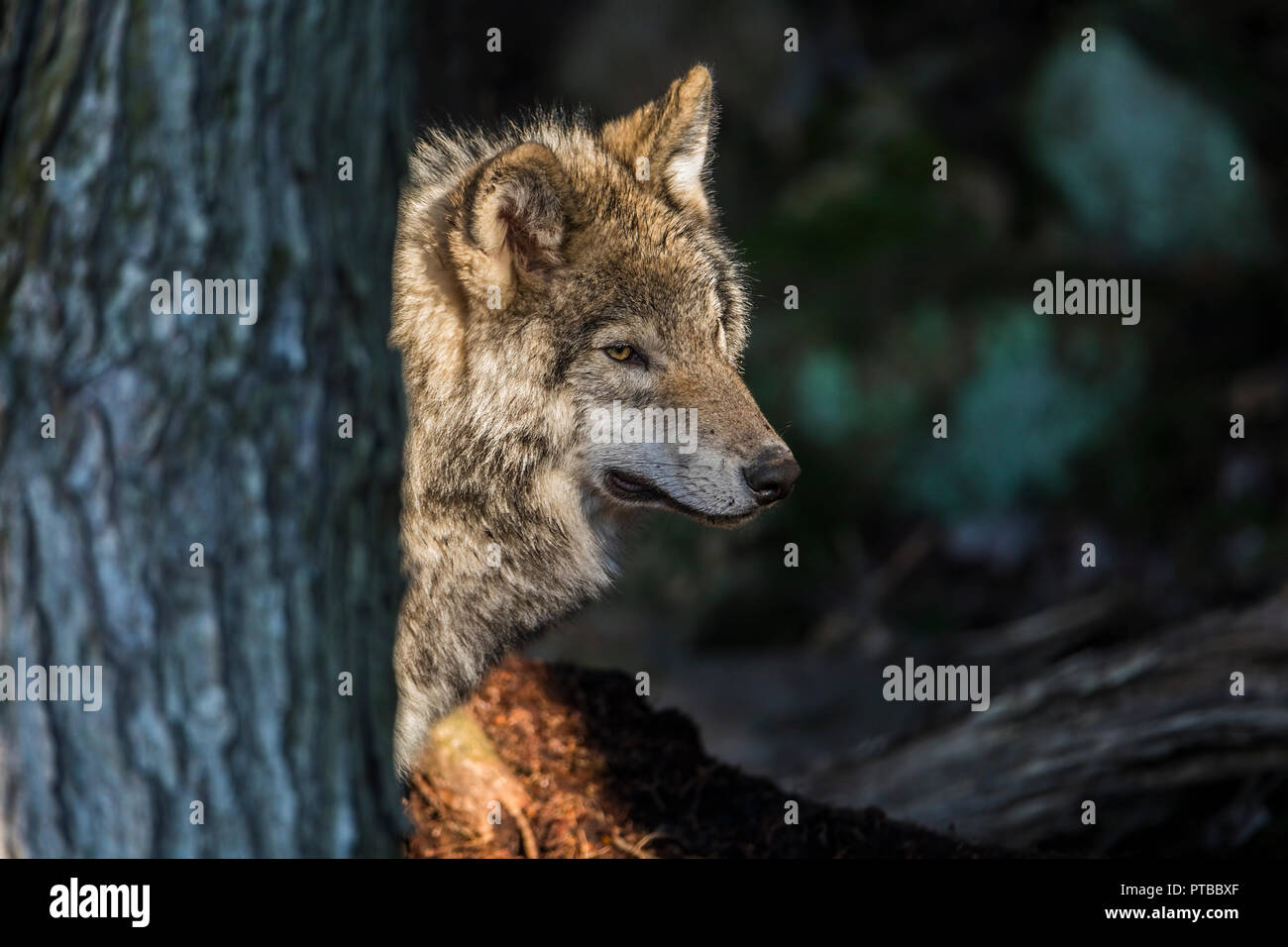 Young Grey Wolf Partially hidden behind tree. Stock Photo