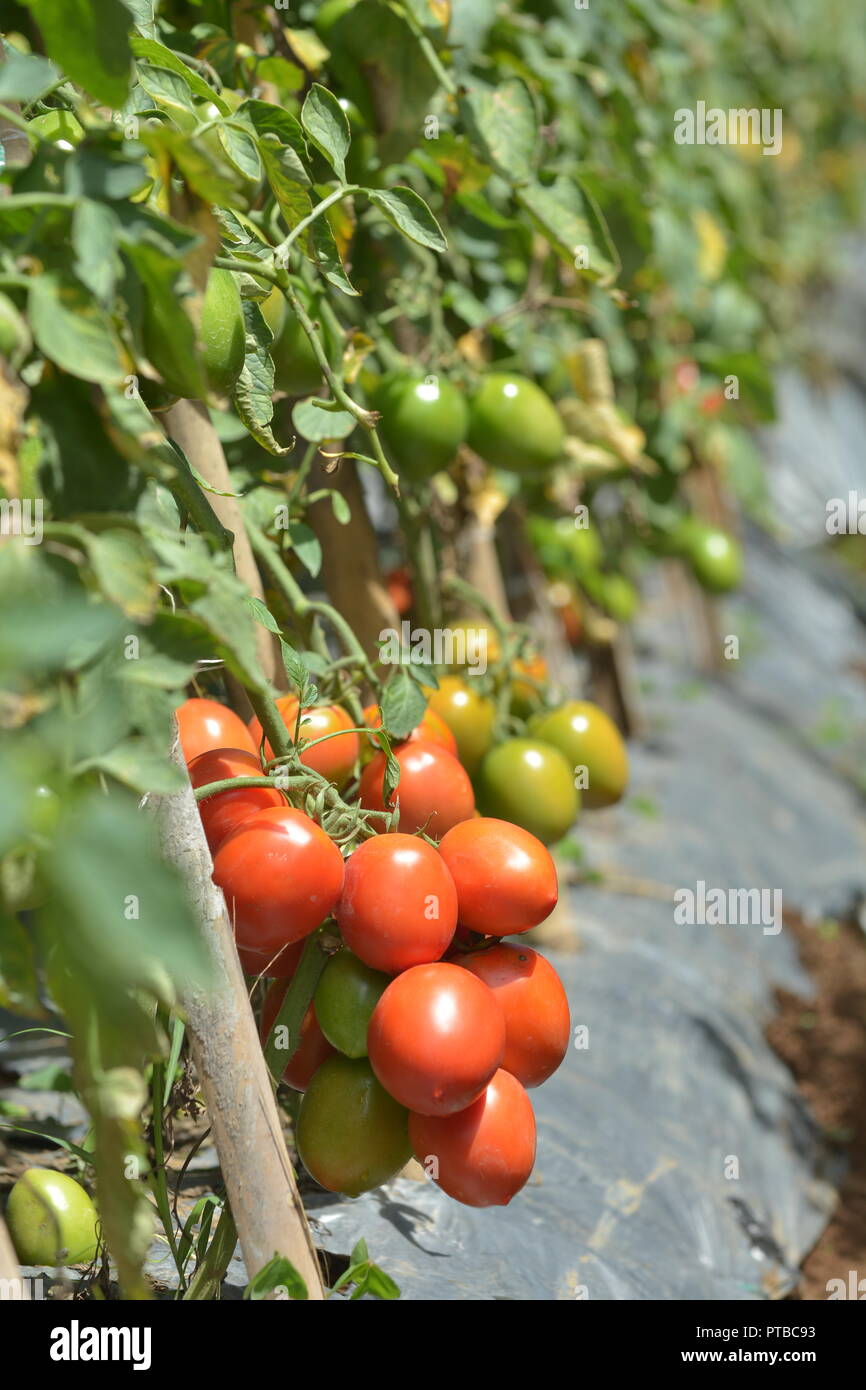 harvest tomatoes Stock Photo Alamy