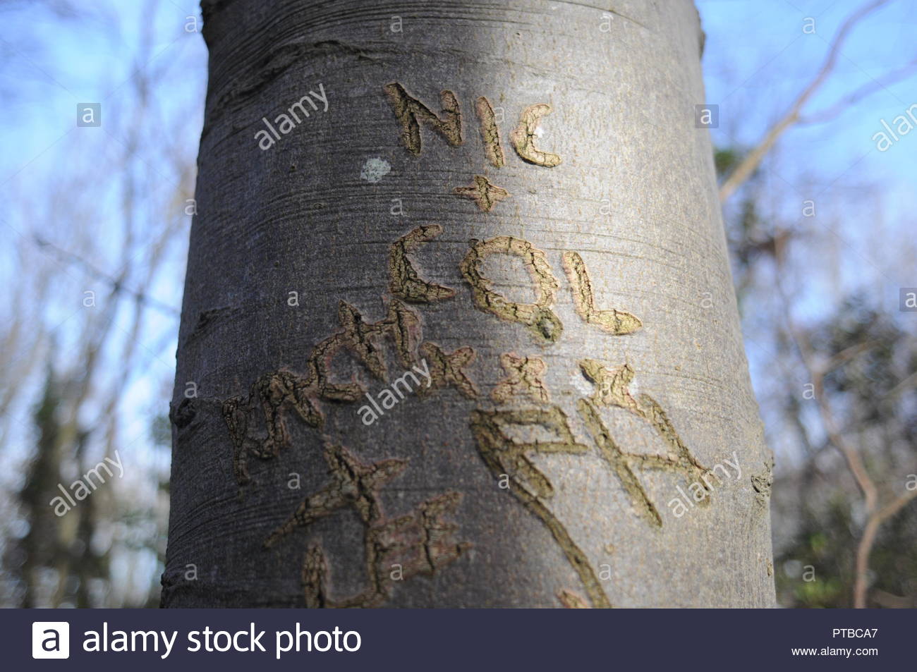 Initials Carved Tree Carving Stock Photos & Initials Carved Tree