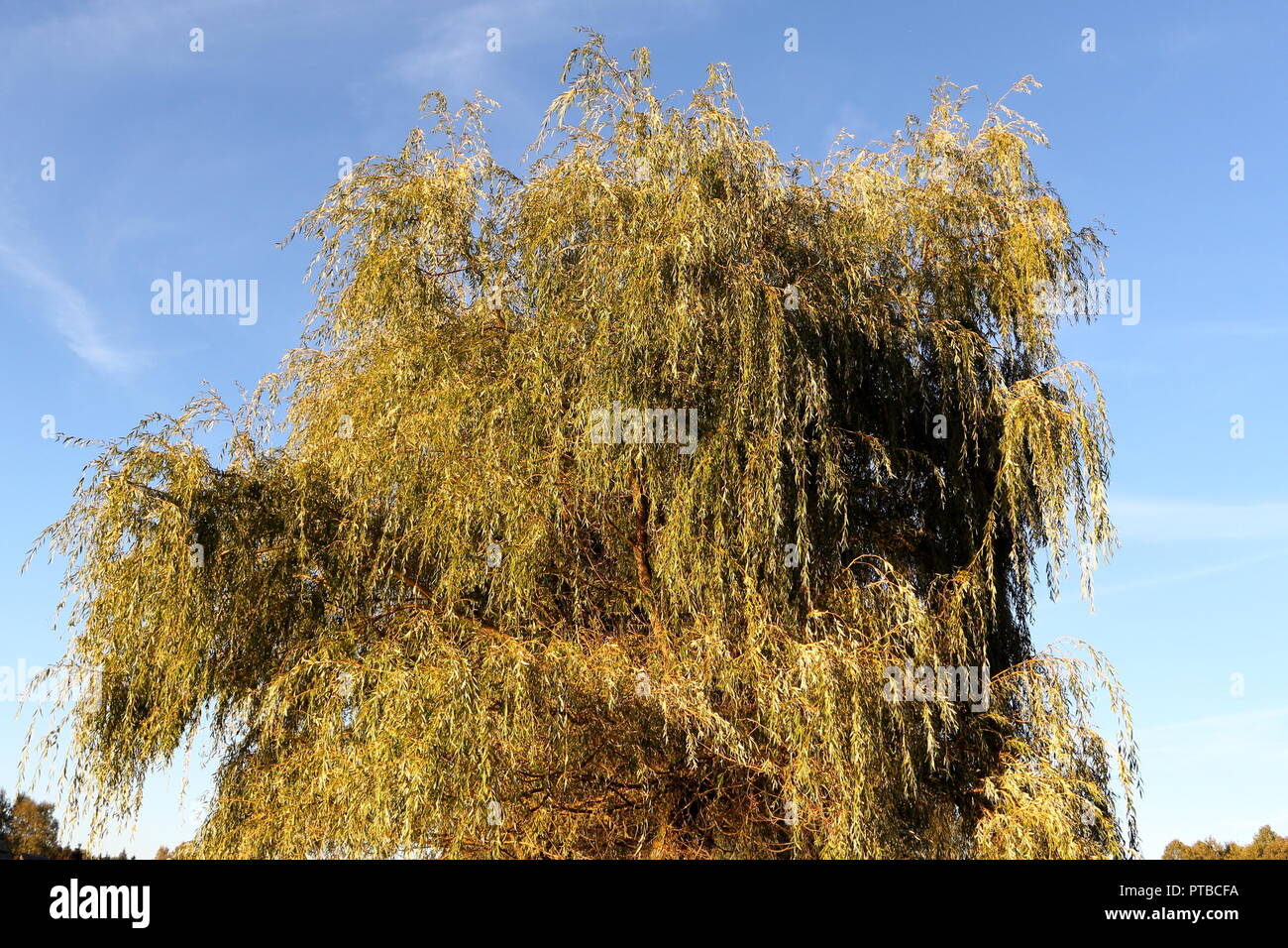 Weeping willow on blue sky background in early autumn Stock Photo