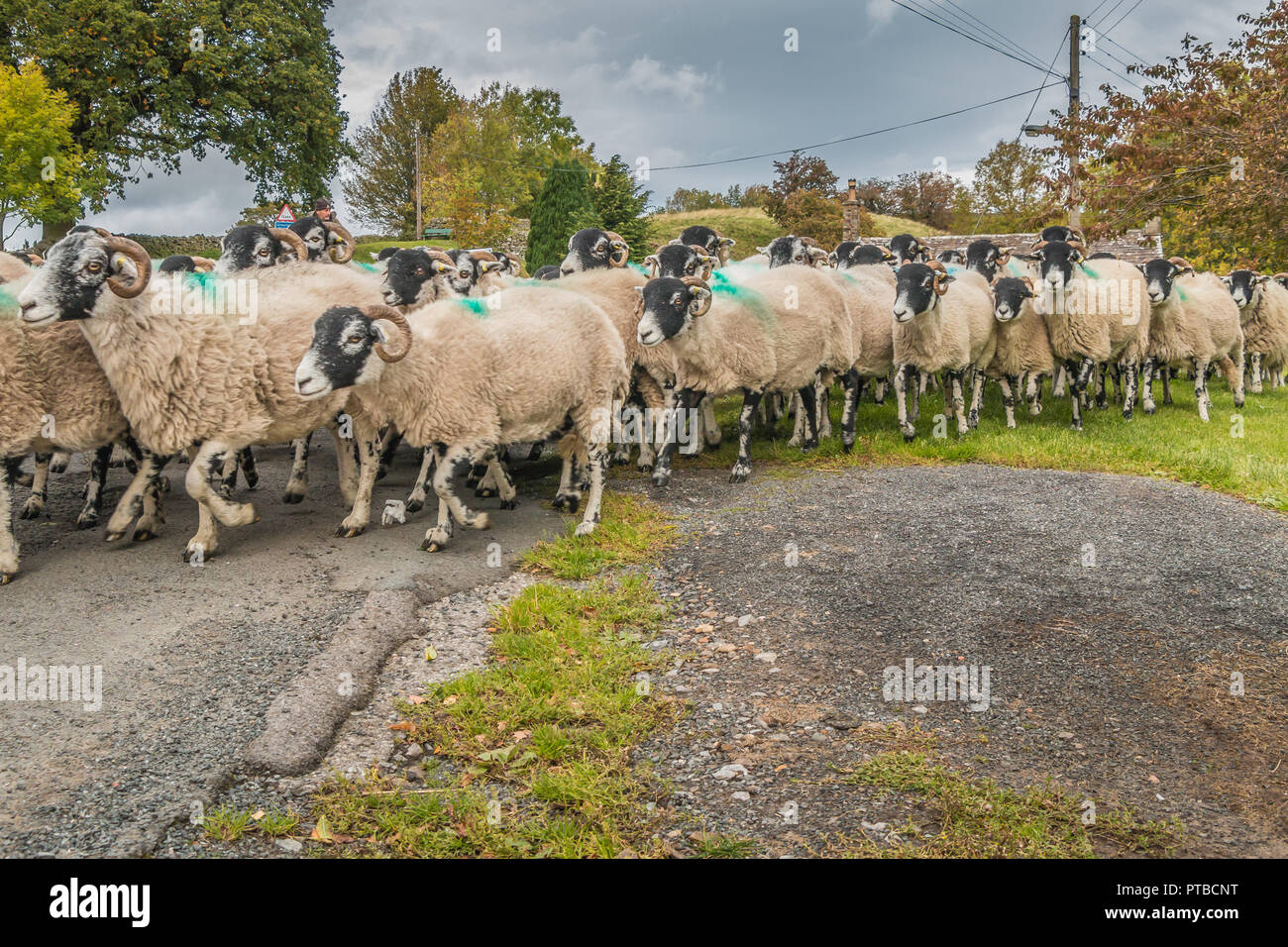 A flock of Swaledale sheep being gathered in at Newbiggin, Upper Teesdale, County Durham, UK in autumn Stock Photo