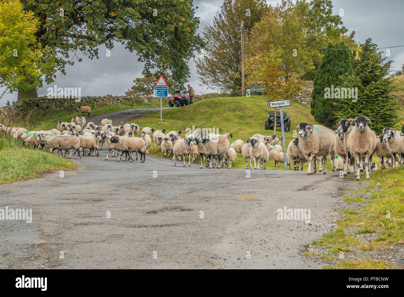 A flock of Swaledale sheep being gathered in at Newbiggin, Upper Teesdale, County Durham, UK in autumn Stock Photo