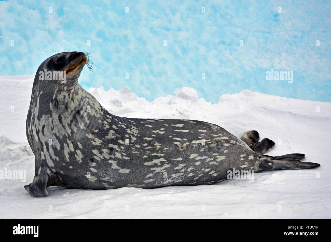 Seal - ringed seal (Pusa hispida), lying in the snow on a sunny day and looking at the camera. Close-up. Antarctic Stock Photo