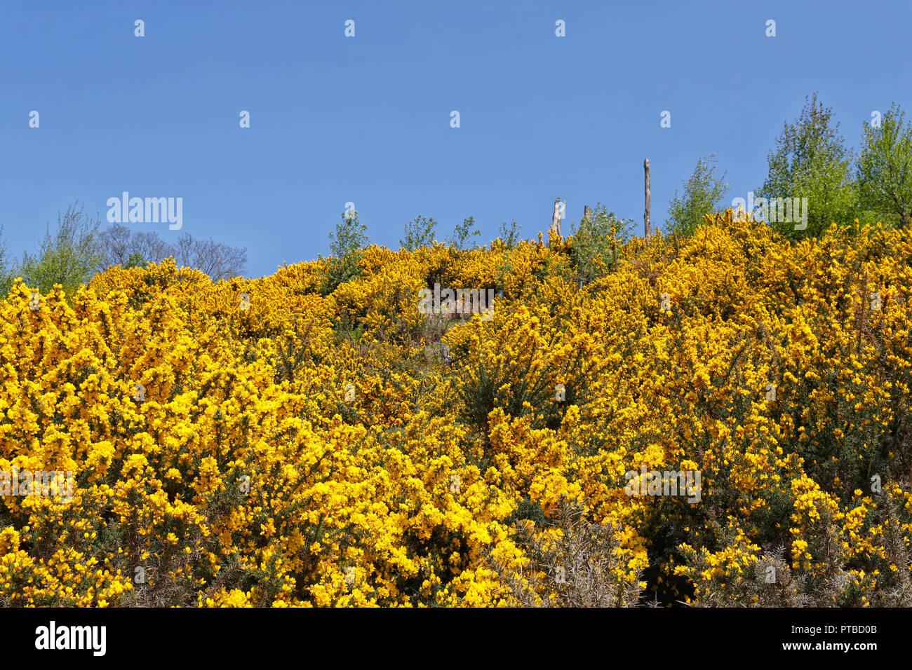 Gorse on a moorland hillside in the Washburn Valley Nidderdale Stock Photo