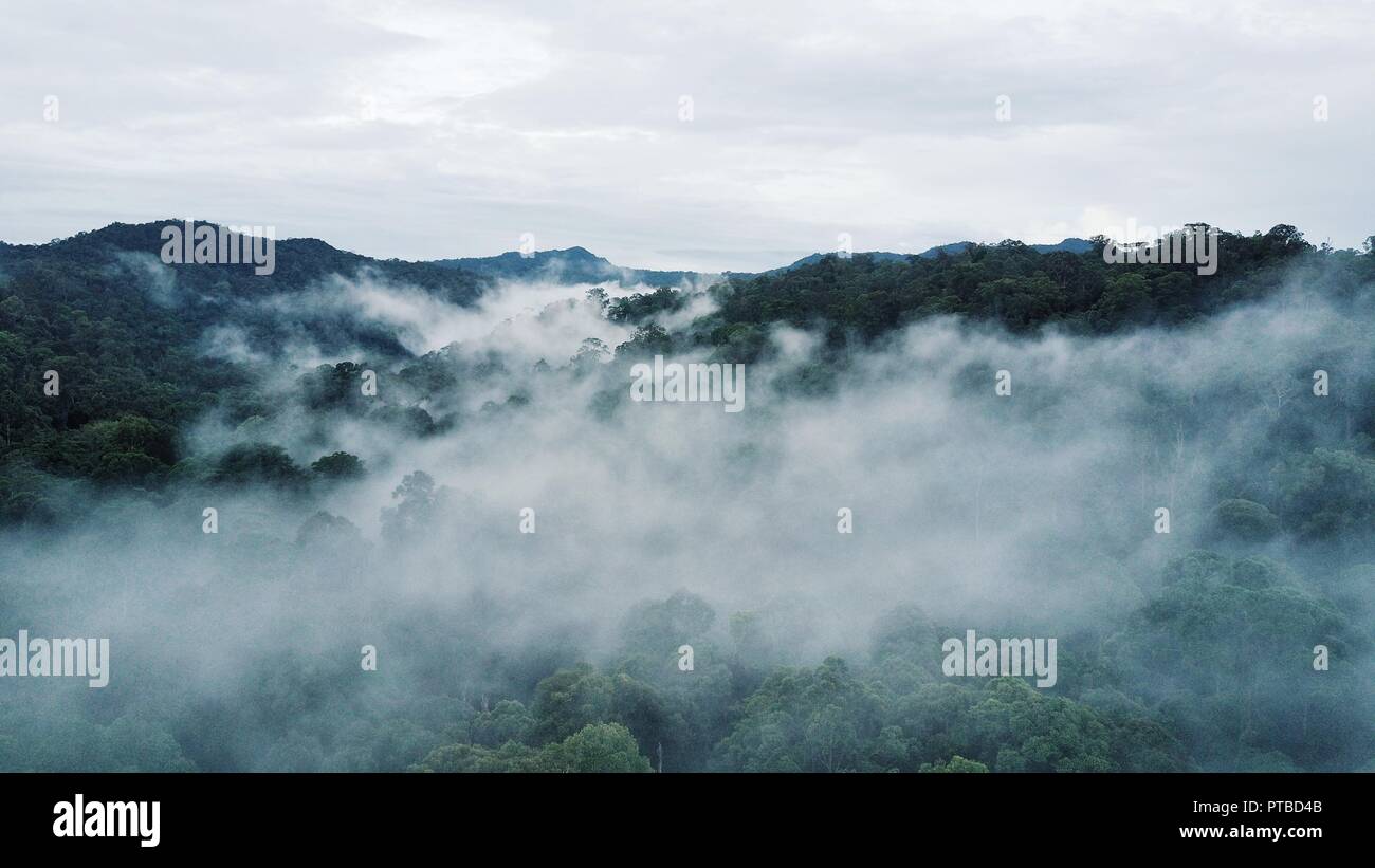 Aerial drone photo of the rainforest at Sabah, Borneo, Malaysia Stock Photo